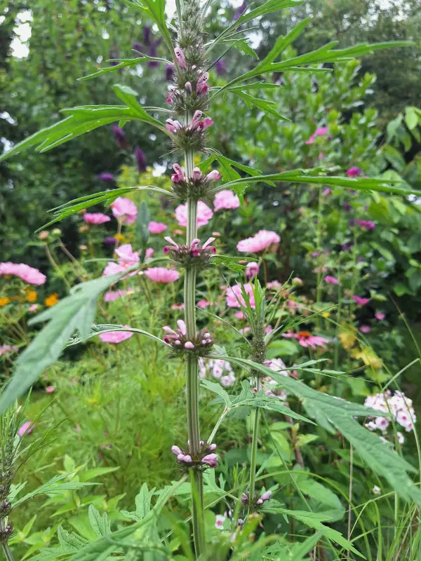 Blumen: Siebirisches Herzgespann