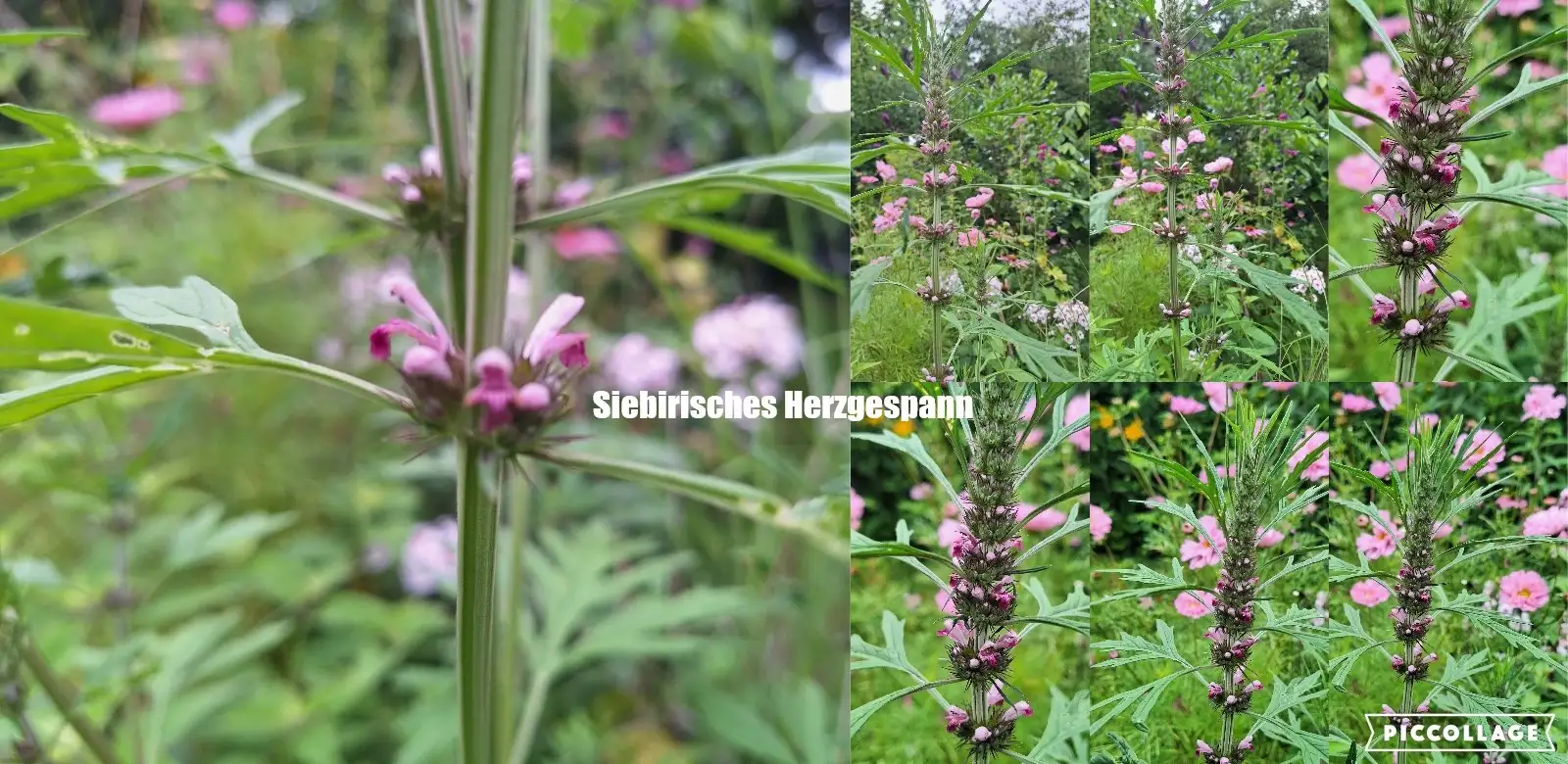 Blumen: Siebirisches Herzgespann