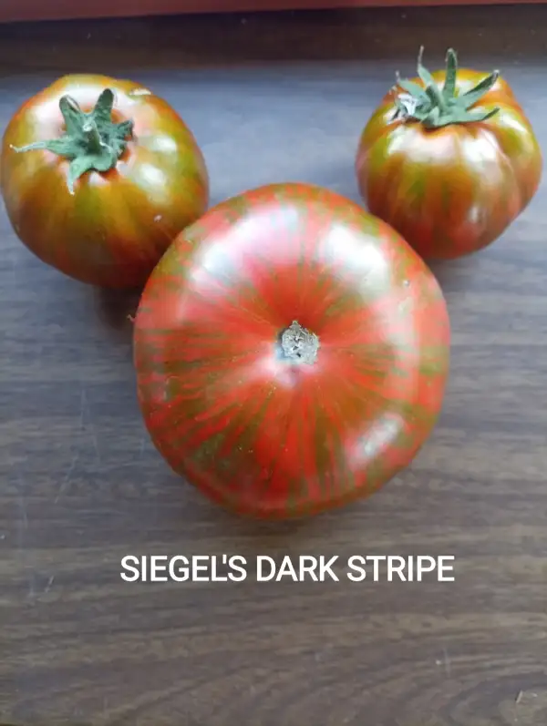 Tomaten: Siegel