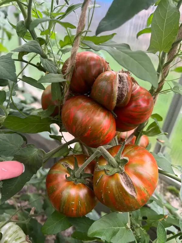 Tomaten: Siegels Dark Stripes