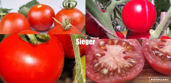 Tomaten: Sieger