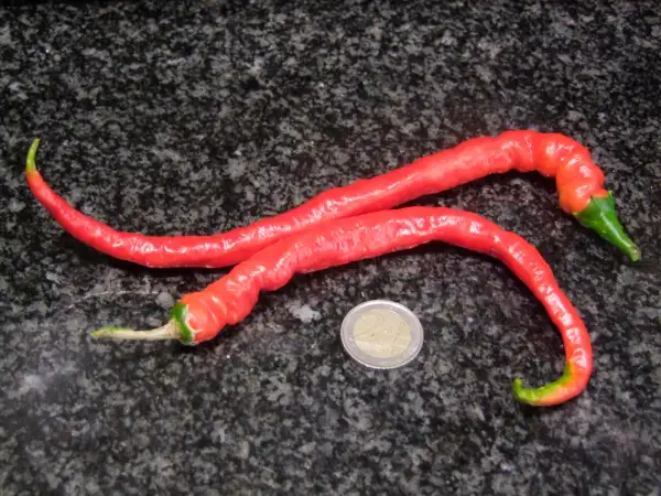 Chili / Paprika: Sigarella – Schärfe 1