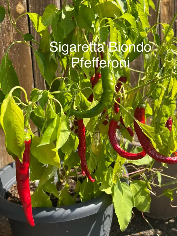 Chili / Paprika: Sigaretta Biondo