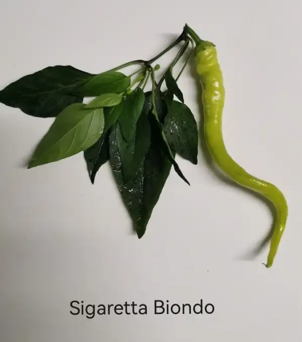 Chili / Paprika: Sigaretta Biondo