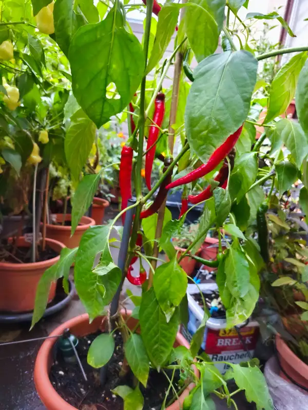 Chili / Paprika: Sigaretta di Bergamo