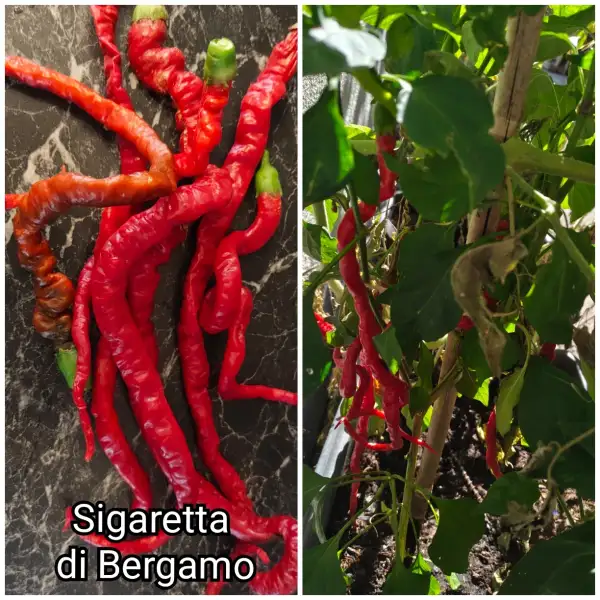 Chili: Sigaretta di Bergamo