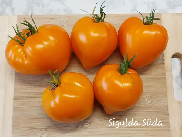 Tomaten: Sigulda Süda