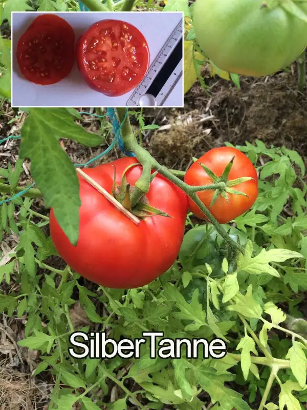 Tomaten: Silber Tanne