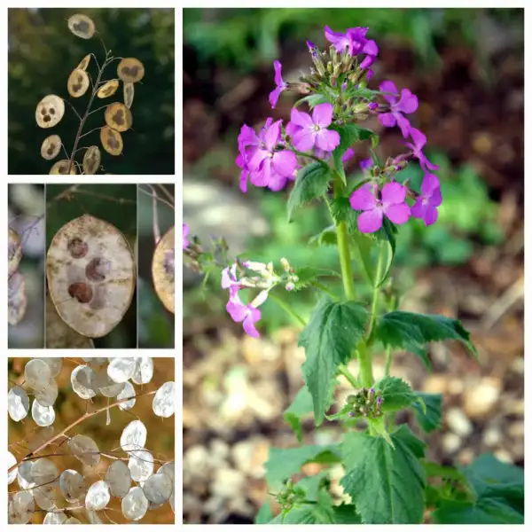 Blumen: Silberblatt  2 jährig