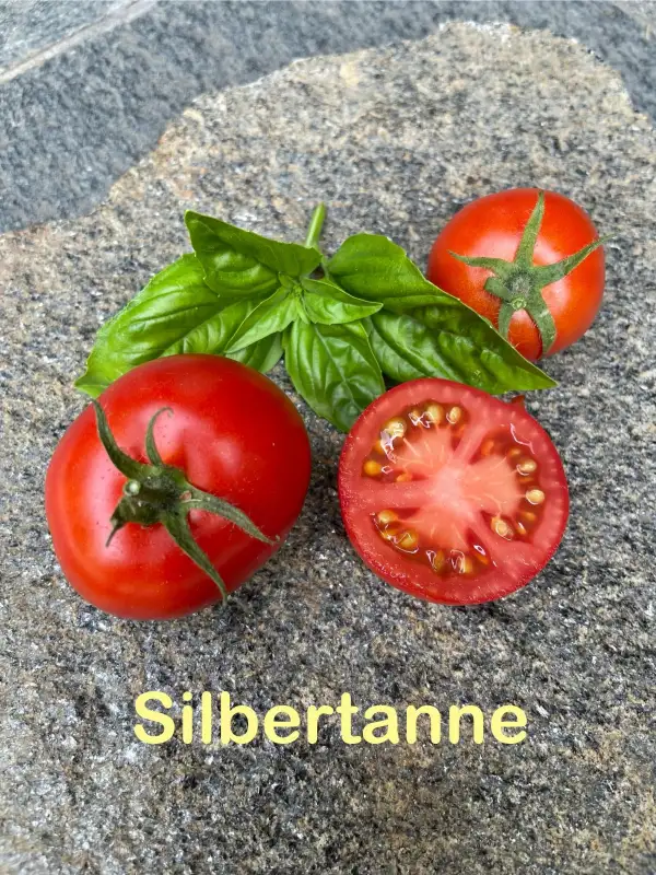 Tomaten: Silbertanne