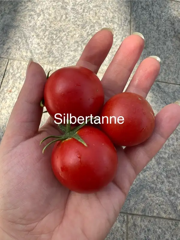 Tomaten: Silbertanne