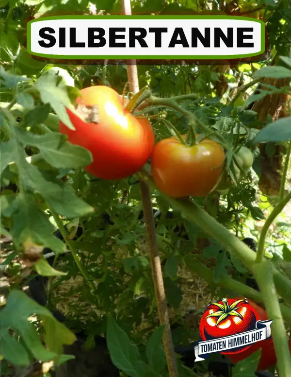 Tomaten: Silbertanne