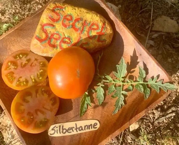 Tomaten: Silbertanne