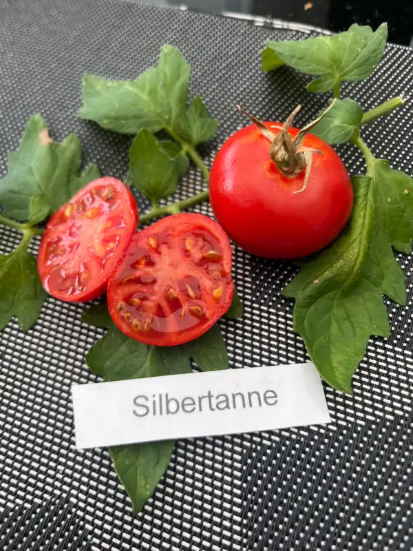 Tomaten: Silbertanne