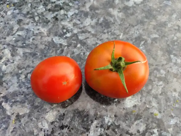 Tomaten: Silbertanne