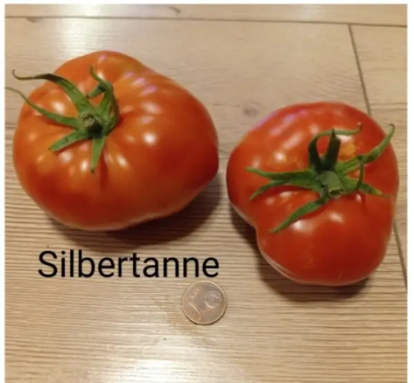 Tomaten: Silbertanne