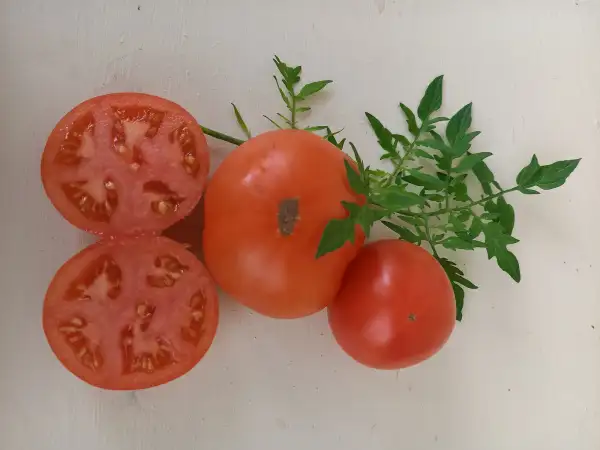 Tomaten: Silbertanne