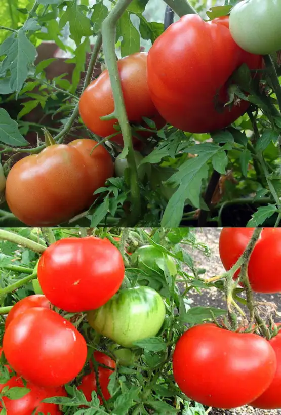 Tomaten: Silbertanne