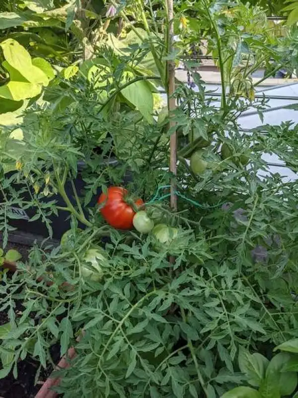 Tomaten: Silbertanne