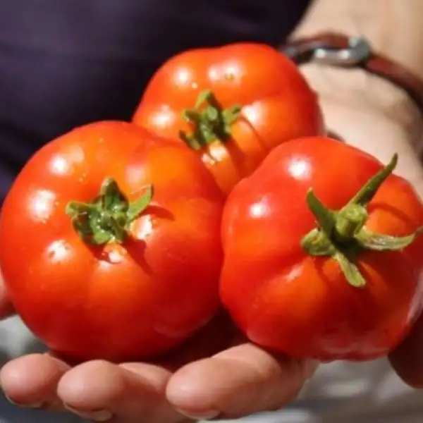 Tomaten: Silbertanne