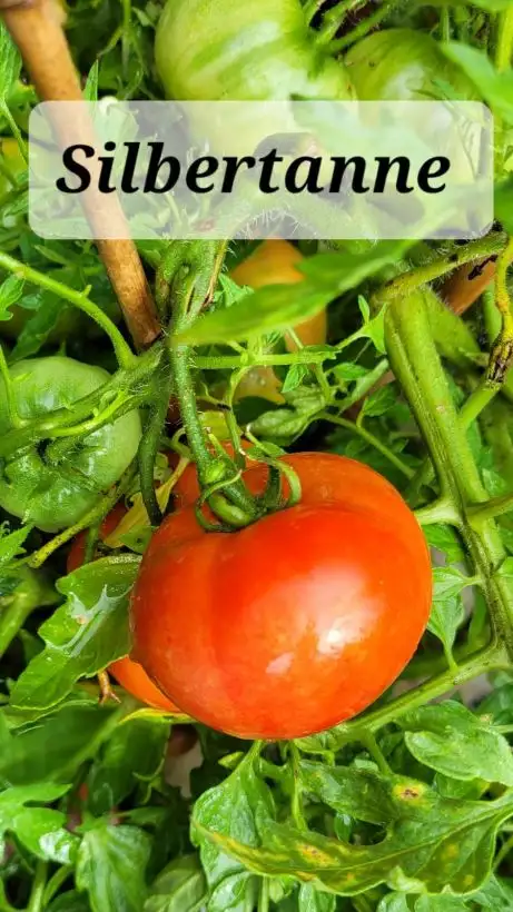 Tomaten: Silbertanne