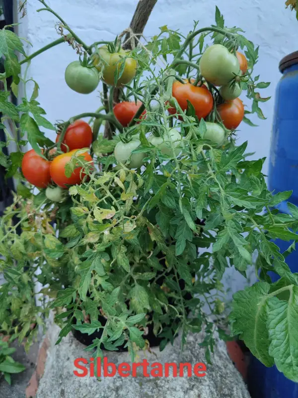 Tomaten: Silbertanne Dwarf