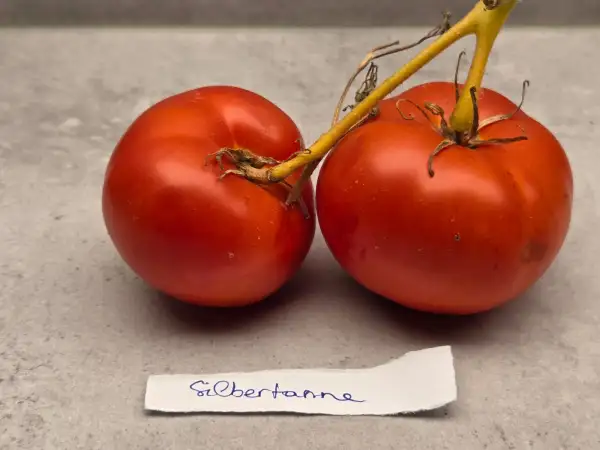 Tomaten: Silbertanne "Silvery Fir Tree"
