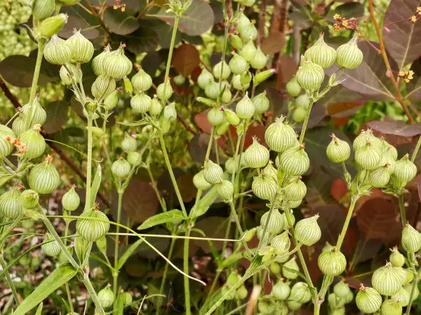 Blumen: Silene conica ‣ ‣ ‣ ‣ Kegelfrüchtiges Leimkraut ‣ Striped corn catchfly