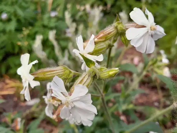 Blumen: Silene latifolia ‣ Weiße Lichtnelke ‣ White Campion