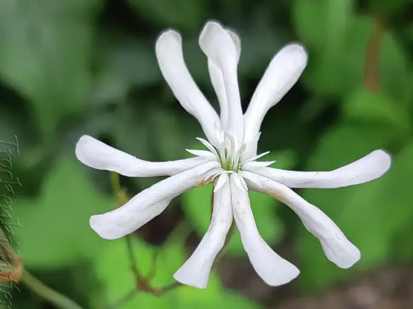Stauden / Gehölz: Silene nutans Nickendes Leimkraut ‣ Nottingham Catchfly