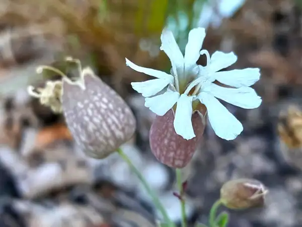 Stauden / Gehölz: Silene uniflora