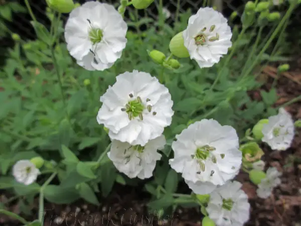 Stauden / Gehölz: Silene uniflora 