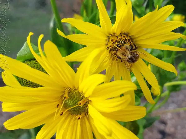 Stauden / Gehölz: Silphium perfoliatum ‣ ‣ Cup Plant ‣ ‣ Becherpflanze