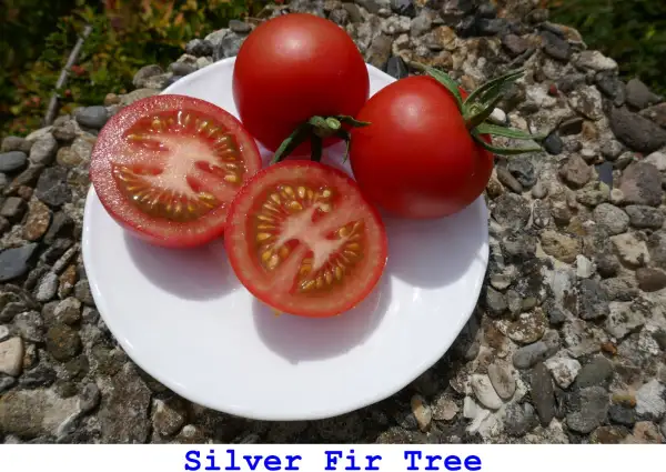 Tomaten: Silver Fir Tree – Silbertanne