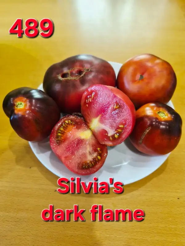 Tomaten: Silvia