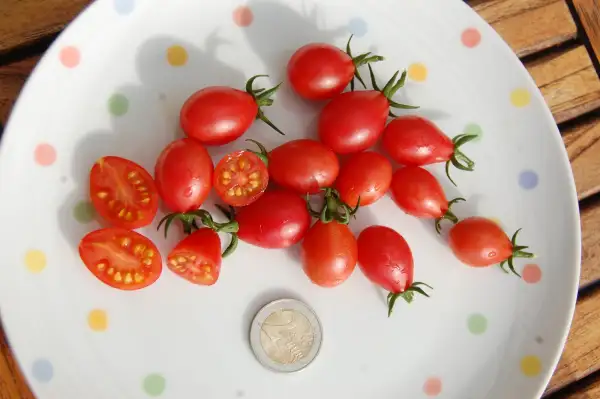 Tomaten: Simons favorite