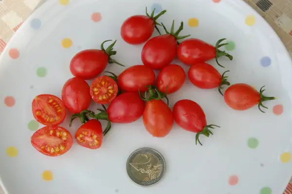 Tomaten: Simons favorite