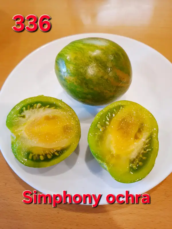 Tomaten: Simphony ochra