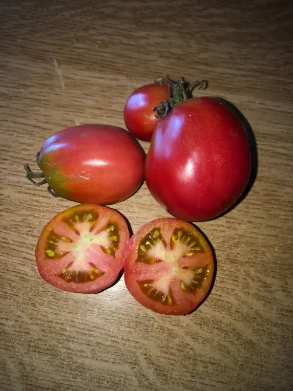 Tomaten: Sint Anna Beudel