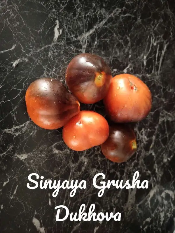 Tomaten: Sinyaya Grusha Dukhova