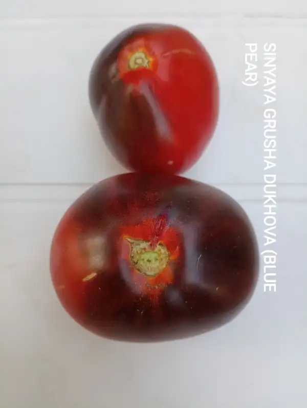 Tomaten: Sinyaya Grusha Dukhova (Blue Pear)