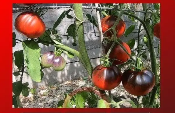 Tomaten: Sinyaya Grusha Ukrainian Strain = Blue Pear = Blaue Birne  Anthotyp mit Petunitin ca 70g ca 75 Tage Freiland