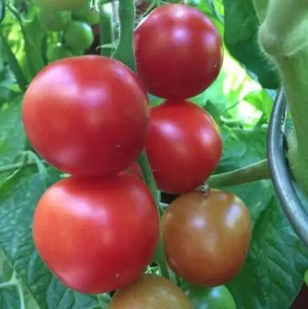 Tomaten: Sioux