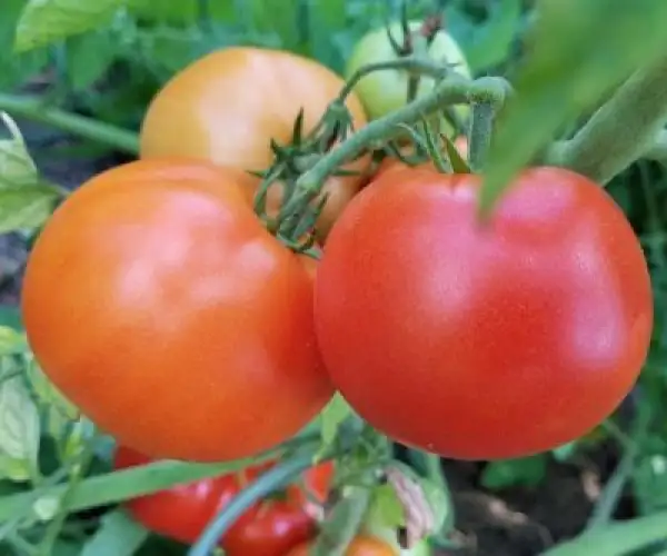 Tomaten: Sioux