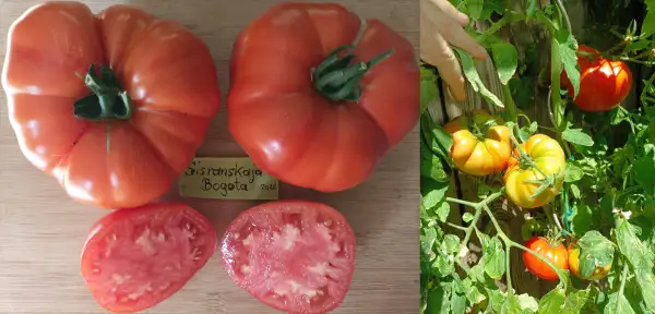 Tomaten: Sisranskaja Bogota