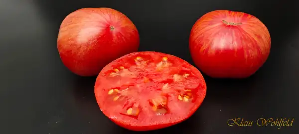 Tomaten: Sissy´s Britches