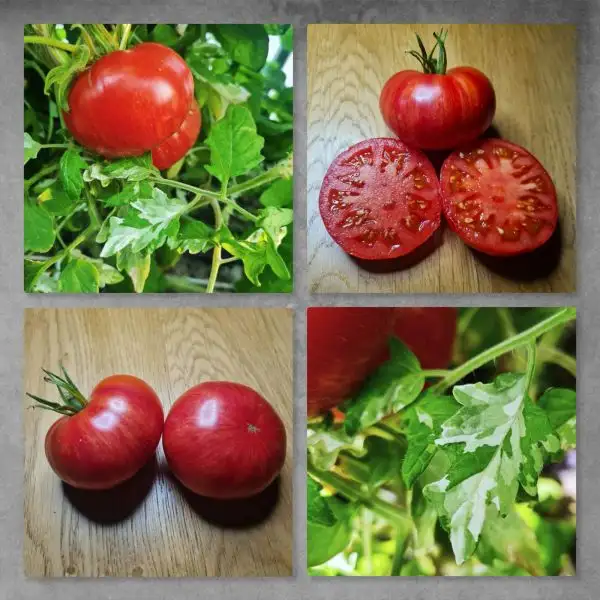 Tomaten: Sissy