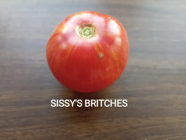 Tomaten: Sissy