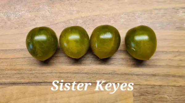 Tomaten: Sister Keyes