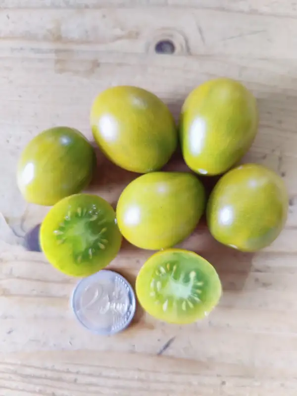 Tomaten: Sister Keyes Multiflora